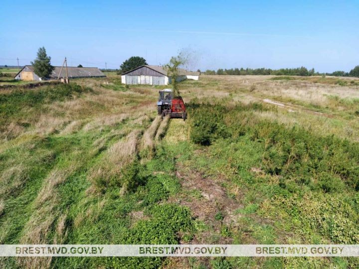 В Пинском районе уничтожили плантацию конопли. Общий вес наркозелья составил почти 900 кг