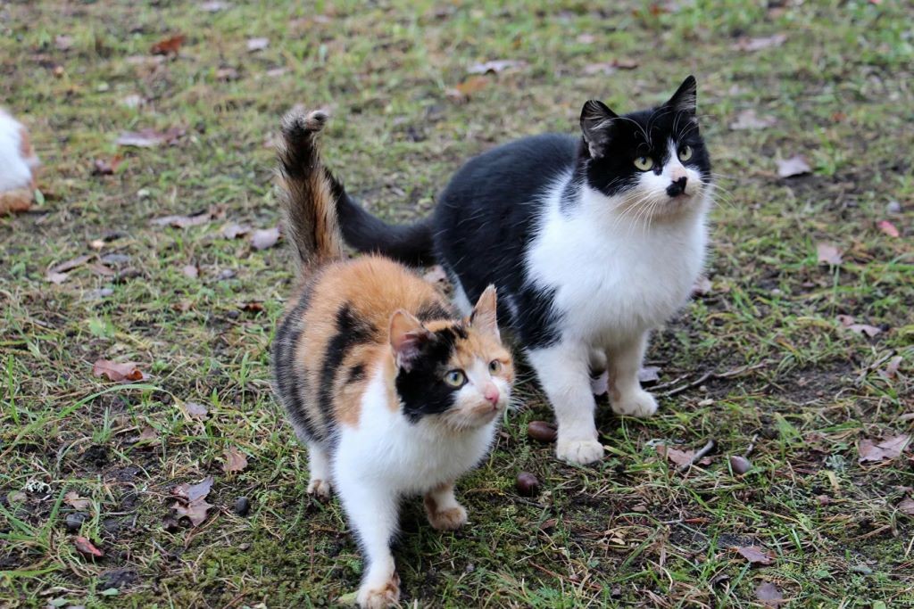 Осторожные, но на человека напасть могут: как живут зубры в Беловежской пуще