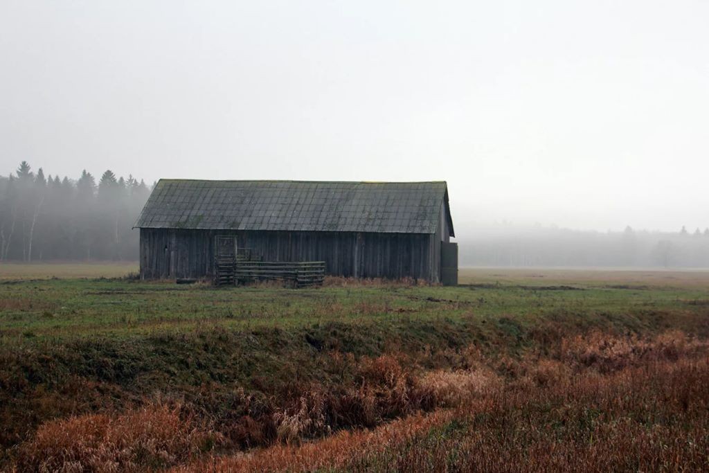 Осторожные, но на человека напасть могут: как живут зубры в Беловежской пуще
