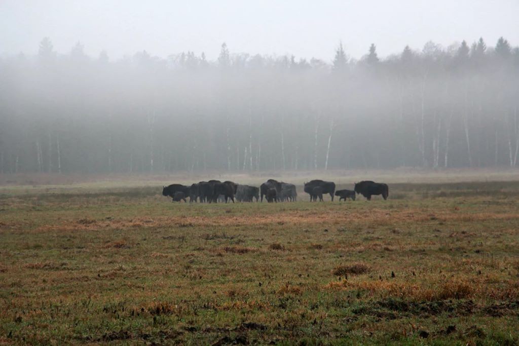 Осторожные, но на человека напасть могут: как живут зубры в Беловежской пуще