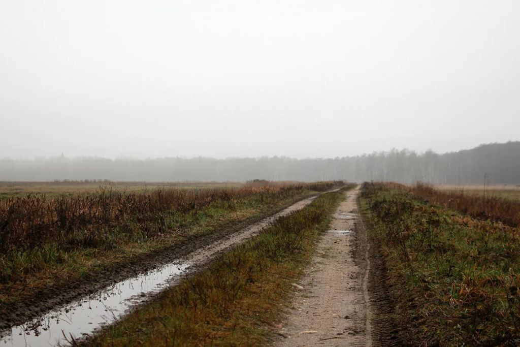 Осторожные, но на человека напасть могут: как живут зубры в Беловежской пуще