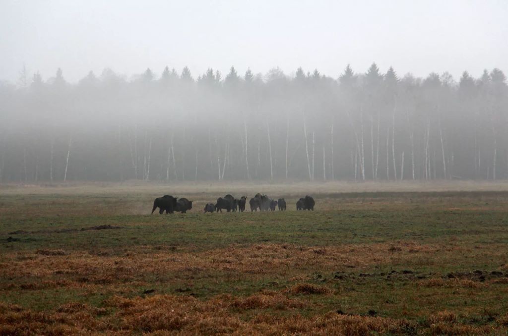 Осторожные, но на человека напасть могут: как живут зубры в Беловежской пуще