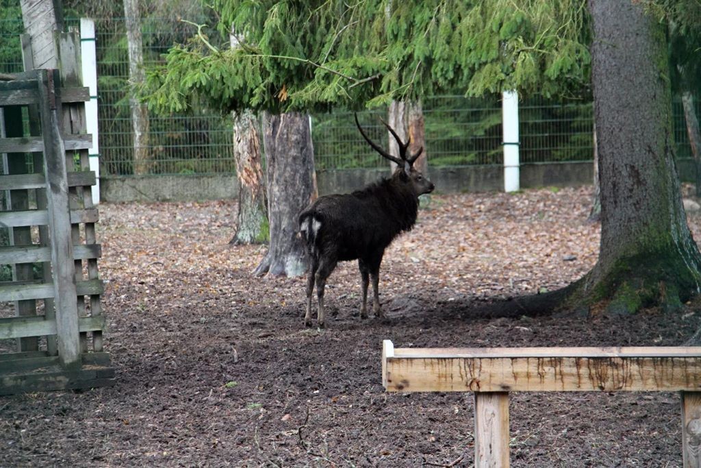 Осторожные, но на человека напасть могут: как живут зубры в Беловежской пуще