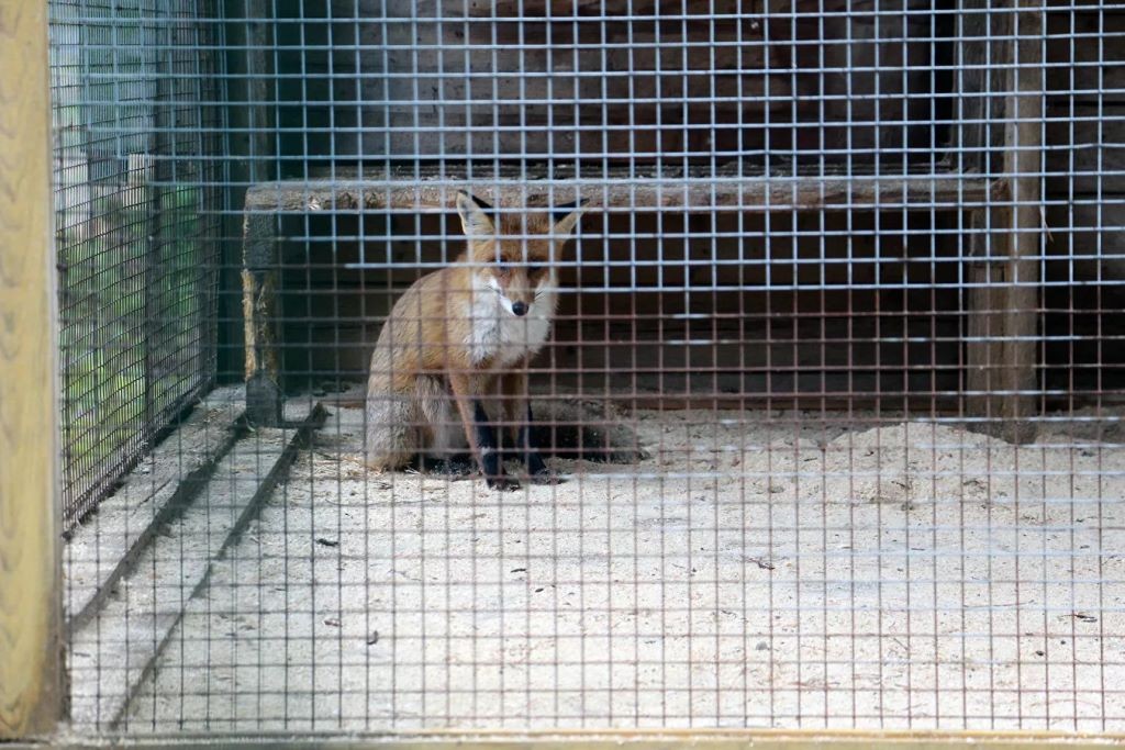 Осторожные, но на человека напасть могут: как живут зубры в Беловежской пуще