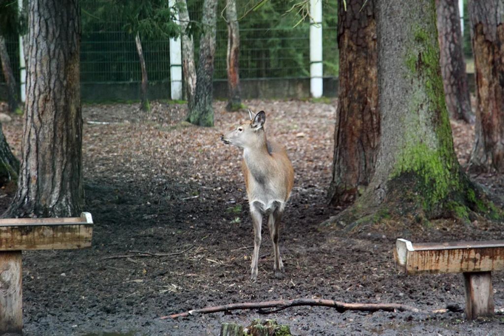 Осторожные, но на человека напасть могут: как живут зубры в Беловежской пуще