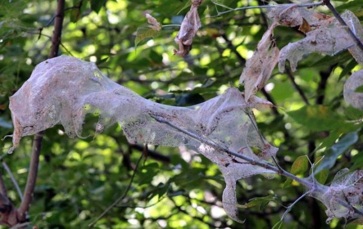 Фото из открытых источников (иллюстрация)