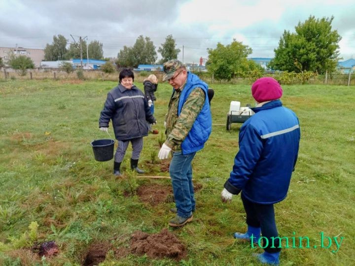 Территорию Брестоблгидромета украсили 68 саженцев можжевельника, елей и туй