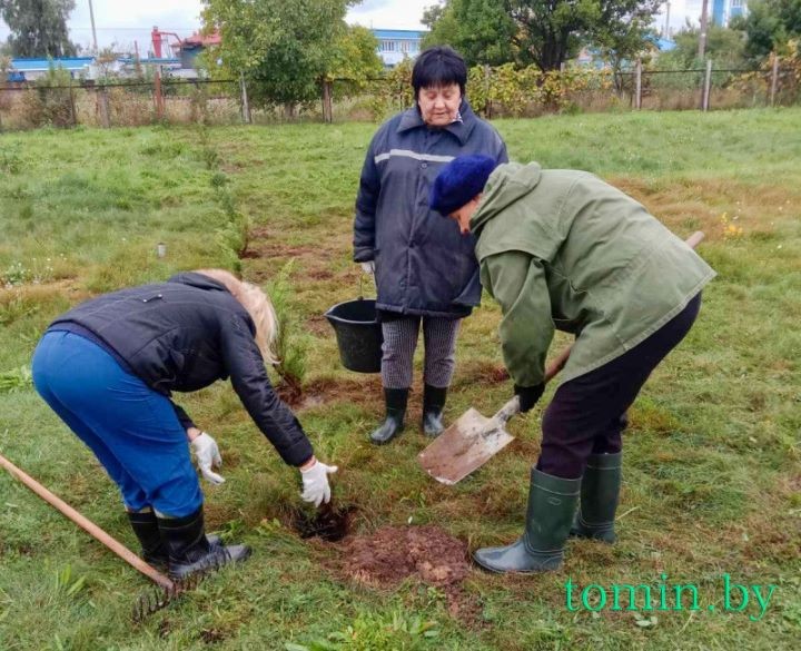 Территорию Брестоблгидромета украсили 68 саженцев можжевельника, елей и туй