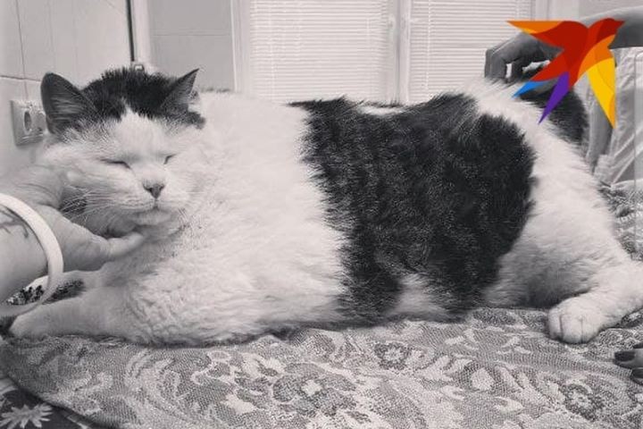 «Перышко на самом деле зовут Месси»: после смерти самого толстого кота Беларуси выяснились неизвестные подробности его истории