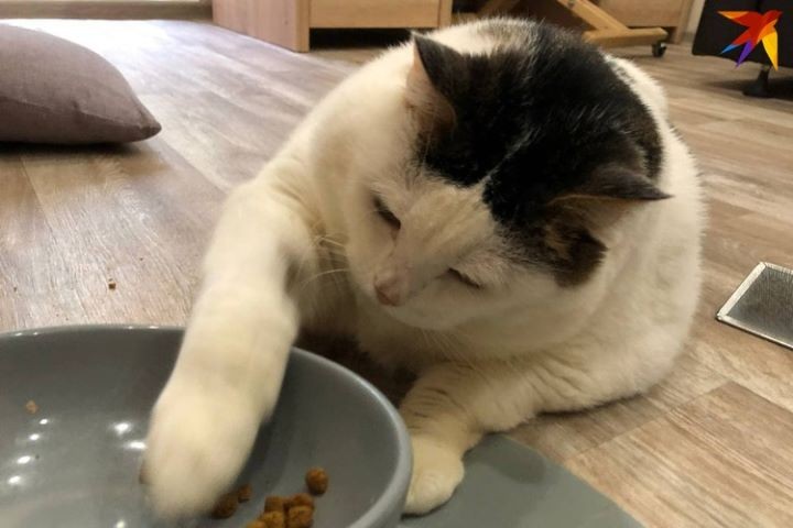 «Перышко на самом деле зовут Месси»: после смерти самого толстого кота Беларуси выяснились неизвестные подробности его истории