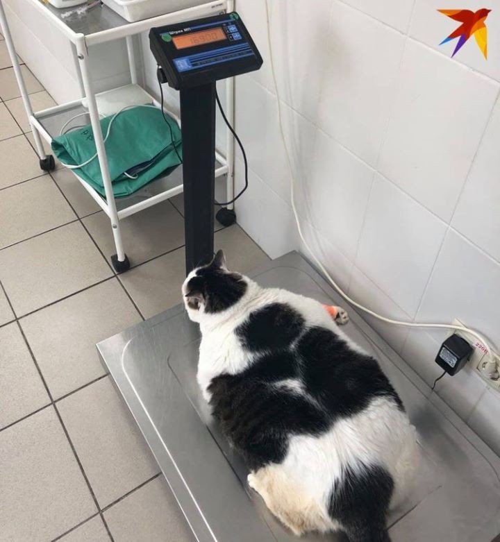 «Перышко на самом деле зовут Месси»: после смерти самого толстого кота Беларуси выяснились неизвестные подробности его истории