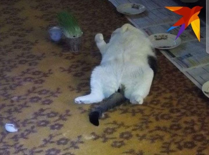 «Перышко на самом деле зовут Месси»: после смерти самого толстого кота Беларуси выяснились неизвестные подробности его истории