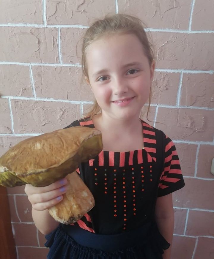 У Камянецкім раёне знайшлі баравік-велікан