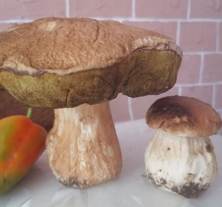 У Камянецкім раёне знайшлі баравік-велікан