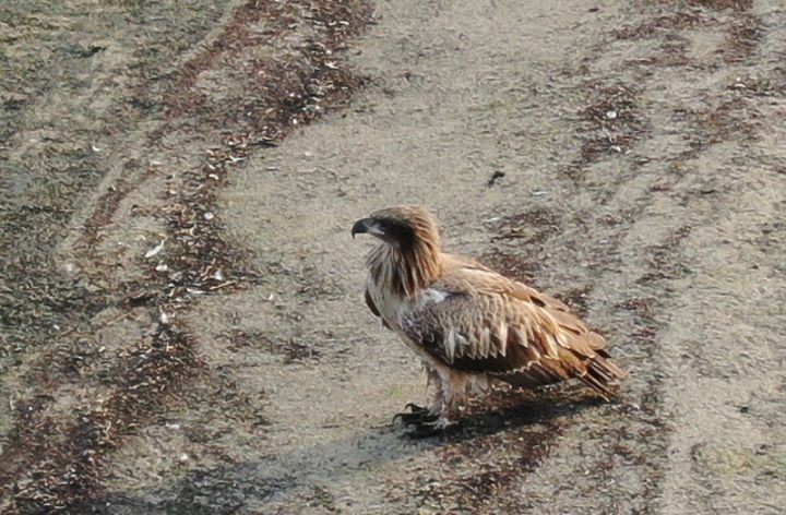 Очень редкую птицу обнаружили в Беларуси. Орлан-долгохвост прилетел в Беларусь из Гималаев