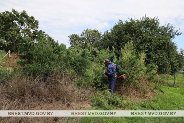 В Брестском районе уничтожено более 900 кг дикорастущей конопли