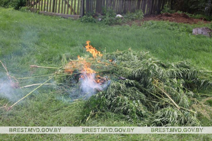 В Брестском районе уничтожено более 900 кг дикорастущей конопли