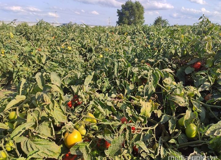 Брестская область. В Ольшанах помидоры растут как картошка