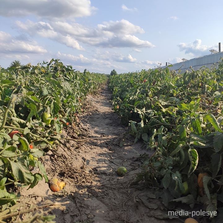 Брестская область. В Ольшанах помидоры растут как картошка