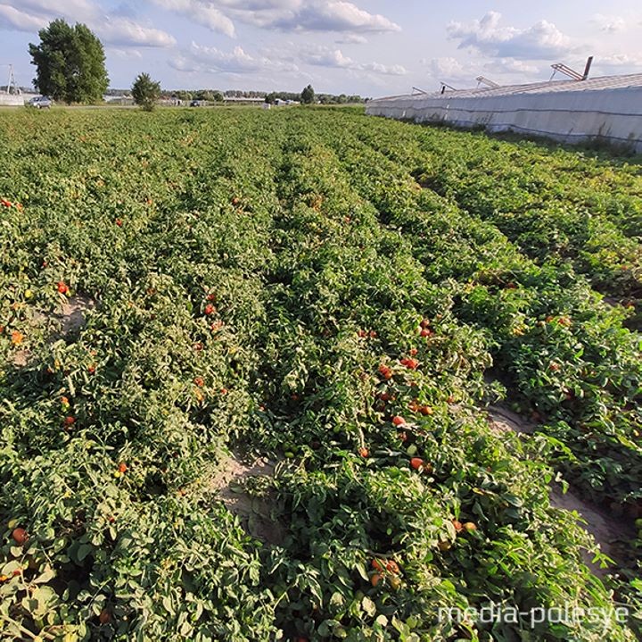 Брестская область. В Ольшанах помидоры растут как картошка
