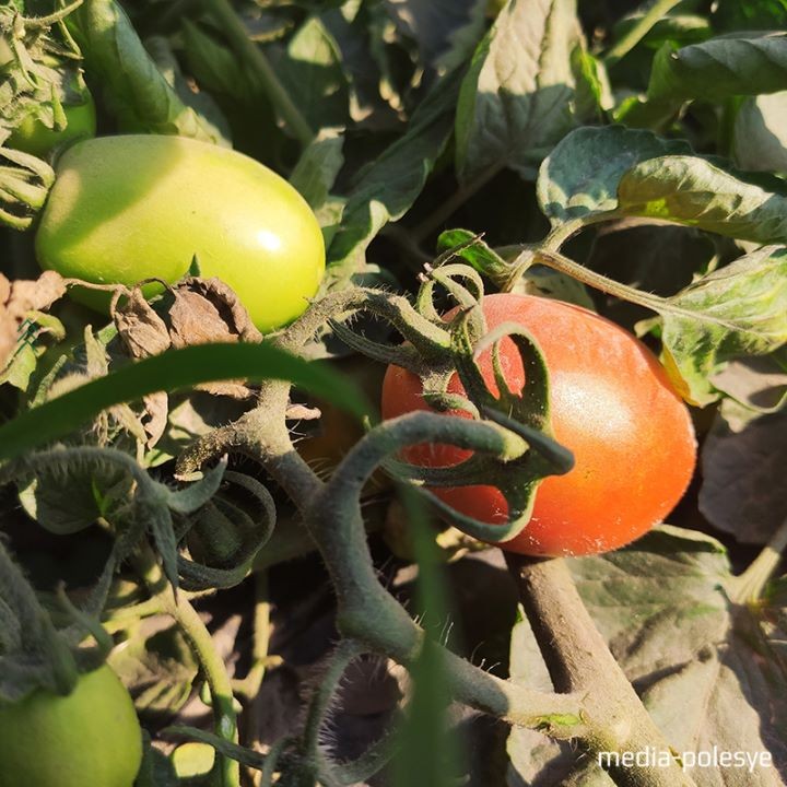 Брестская область. В Ольшанах помидоры растут как картошка