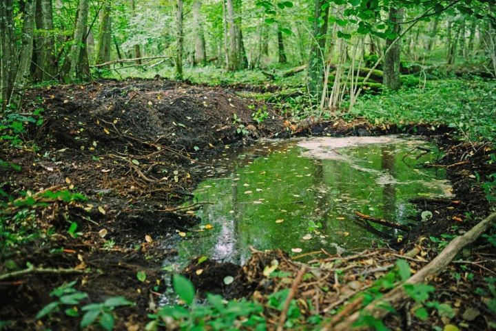 «Каждая плотина стоит 1-2 тысячи рублей»: зачем в Беловежской пуще построили 258 плотин, стали заболачивать реликтовый лес и возвращать реки в старые русла