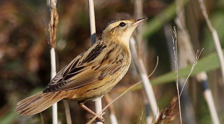 «Каждая плотина стоит 1-2 тысячи рублей»: зачем в Беловежской пуще построили 258 плотин, стали заболачивать реликтовый лес и возвращать реки в старые русла