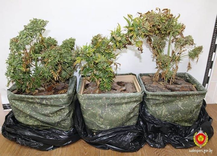 Судебные эксперты исследовали наркосодержащие растения, которые изъяли у жителя Брестского района