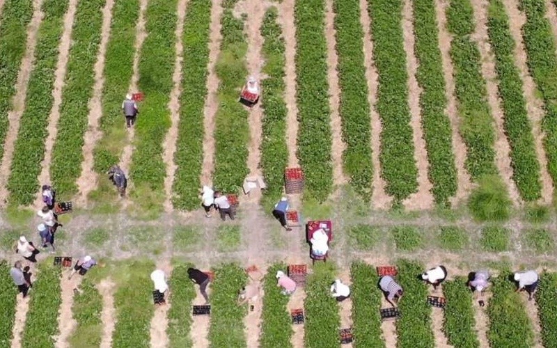 Фото из открытых источников (иллюстрация)