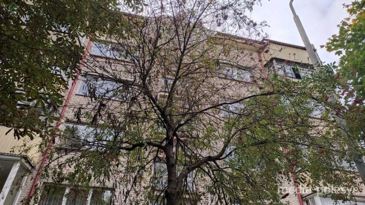 Гусеницы облепили дом в центре Лунинца и территорию вокруг