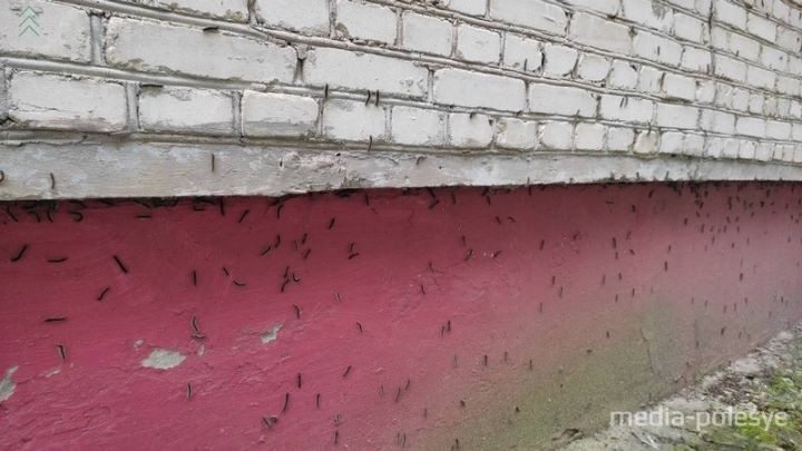 Гусеницы облепили дом в центре Лунинца и территорию вокруг