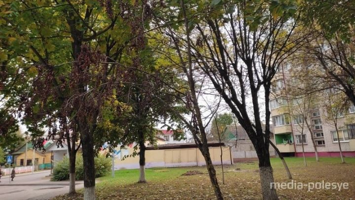 Гусеницы облепили дом в центре Лунинца и территорию вокруг