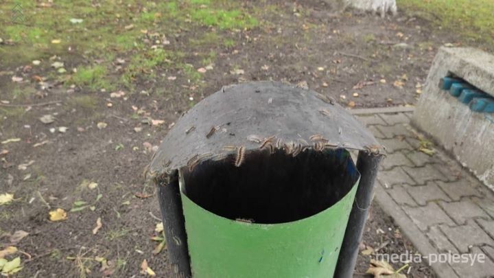 Гусеницы облепили дом в центре Лунинца и территорию вокруг