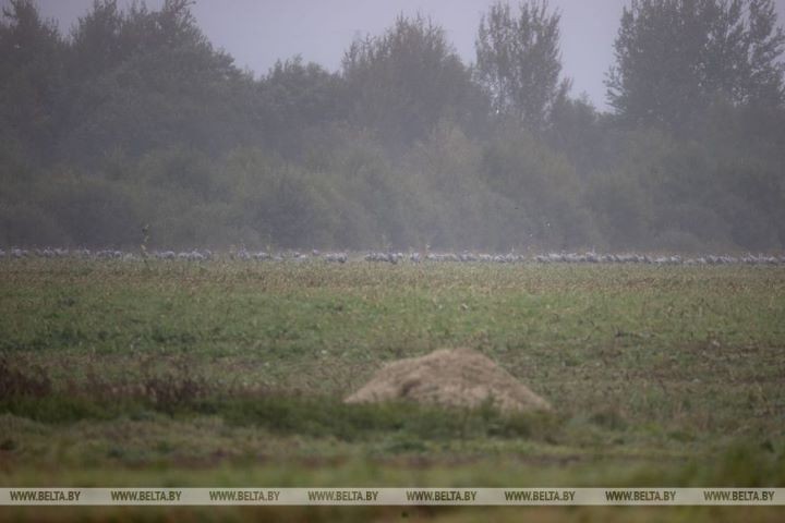 Серые журавли собираются в стаи и готовятся к отлету на юг. Фоторепортаж