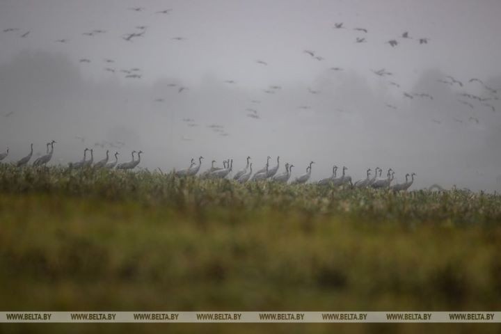 Серые журавли собираются в стаи и готовятся к отлету на юг. Фоторепортаж