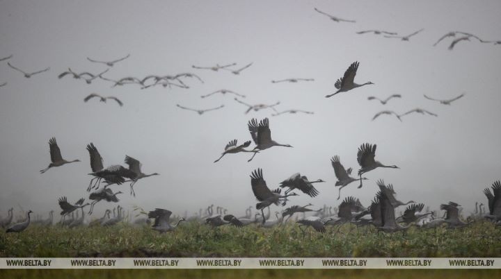 Серые журавли собираются в стаи и готовятся к отлету на юг. Фоторепортаж