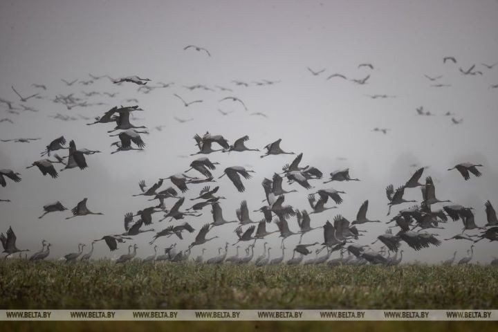 Серые журавли собираются в стаи и готовятся к отлету на юг. Фоторепортаж