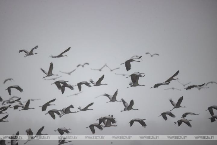 Серые журавли собираются в стаи и готовятся к отлету на юг. Фоторепортаж