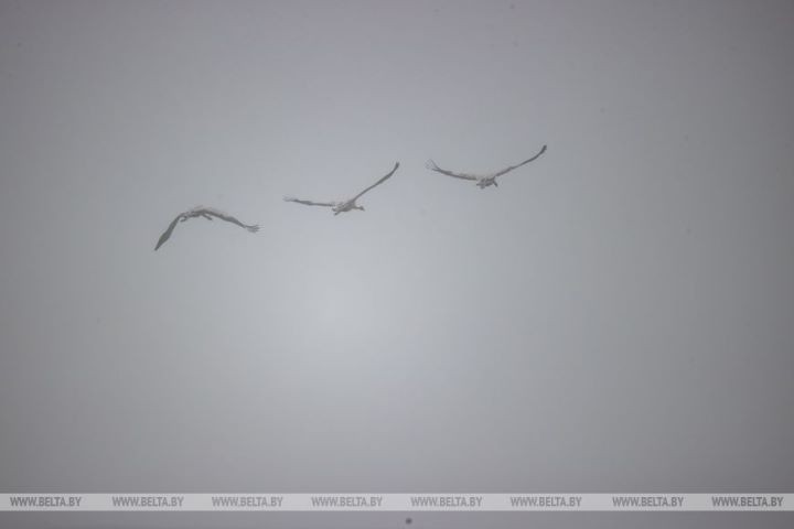 Серые журавли собираются в стаи и готовятся к отлету на юг. Фоторепортаж