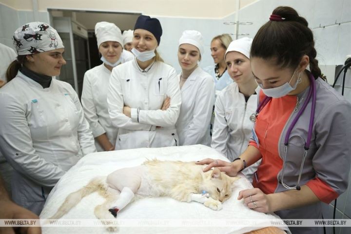 Потерявшей лапу кошке впервые поставили протез белорусского производства