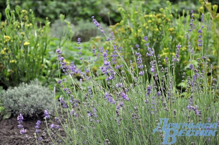 Свой Прованс: семья из Дрогичина выращивает лаванду