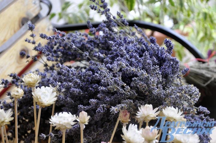 Свой Прованс: семья из Дрогичина выращивает лаванду