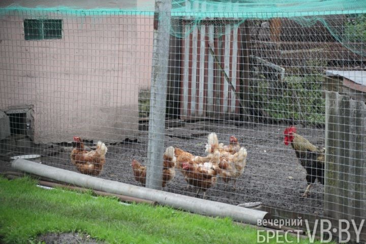 Жители улицы Пугачевской после обильных дождей становятся заложниками своих подворий