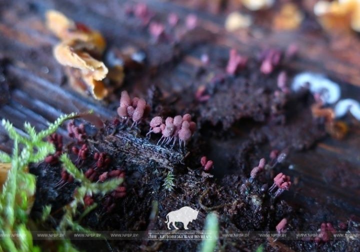 Микромир Беловежской пущи