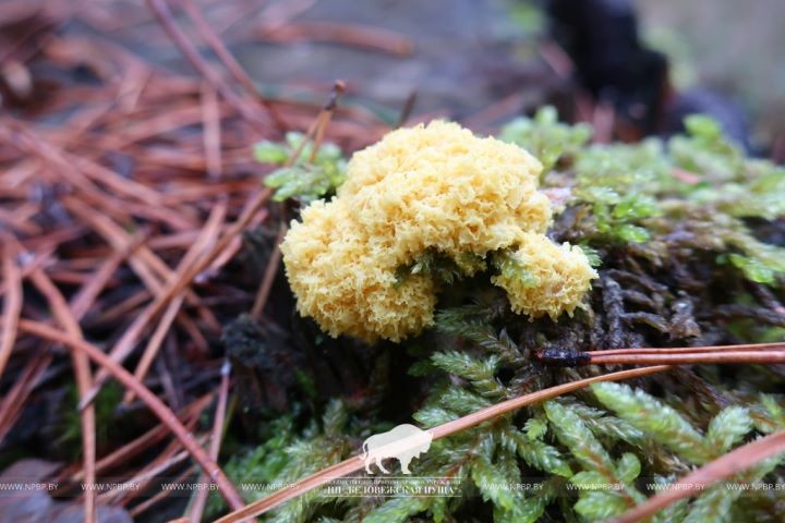 Микромир Беловежской пущи