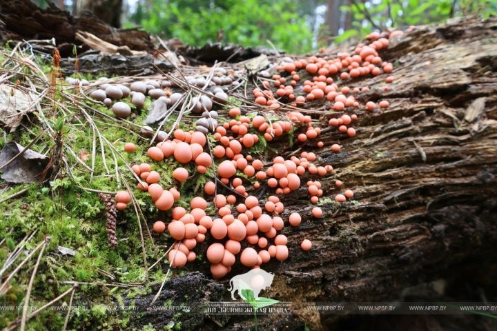 Микромир Беловежской пущи