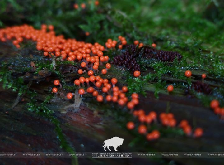 Микромир Беловежской пущи