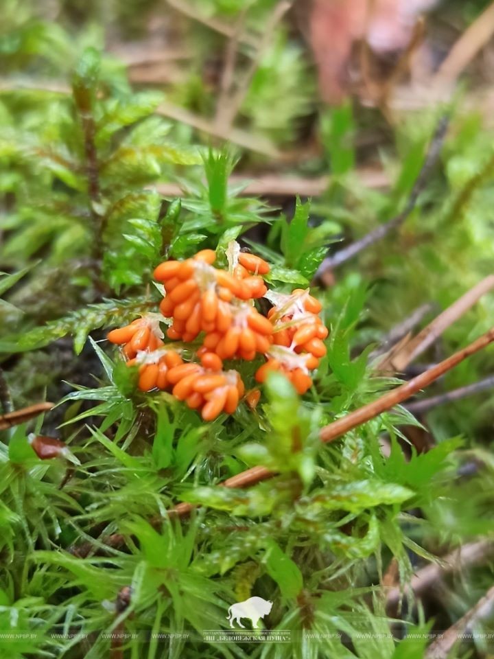 Микромир Беловежской пущи