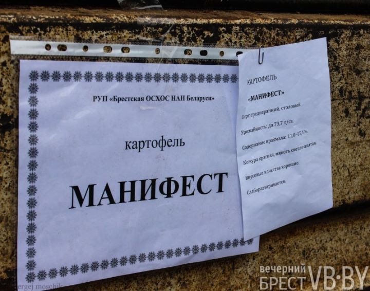 Ярмарка в Бресте