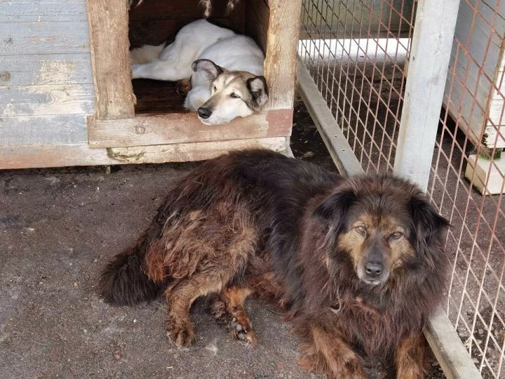 Как работает единственный в стране приют, где животных не усыпляют